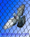1563409022_Bird Net.jpg